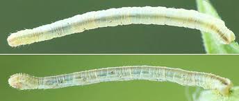 Image result for Eupithecia subumbrata