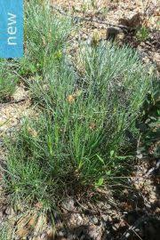 Image result for Plantago palmata