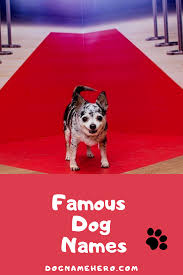 If none of these pupsters. 60 Famous Dog Names For Your Puppy Dog Name Hero Dog Names Famous Dogs Female Dog Names