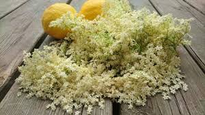 Die Hollerblute Im Juni Ist Das Verlasslichste Zeichen Dafur Dass Endlich Richtig Sommer Ist Und Wir Uns Auf Erfri Rezepte Holunderblutensirup Rezept Holunder