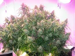 As a middle distance runner and triathlete, i've been programmed my whole life to perform strength training on the same day as a hard run session. Cannabis Low Stress Training Lst Tutorial Grow Weed Easy