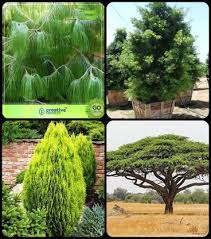 Selecting garden plants is a journey of discovery. Creative Farmer Garden Tree Plants For Home Pinus Petula Podocarpus Gracillior Thuja Orientalis Acacia Senegal Combo