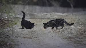 A 1 5 Million Plan To Count Every Cat In Washington House Cats Included The New York Times