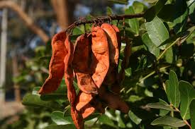 Image result for Tara spinosa