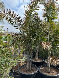 Image result for Wodyetia bifurcata