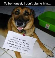 Funny Pictures Of The Day 38 Pics Funny Dog Memes Funny Animals Funny Animal Memes