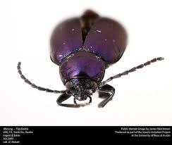 Check spelling or type a new query. How To Get Rid Of Flea Beetles Naturally Home Remedies Bugwiz