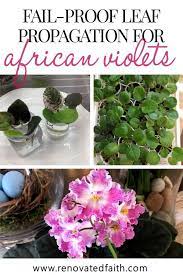 Easiest Guide On Propagating African Violets In Water Tips From A Seller African Violets African Violets Plants African Violet Care