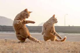 15 Of The Funniest Dancing Cat Pics We Love Cats And Kittens Dancing Cat Cat Lovers Cats And Kittens