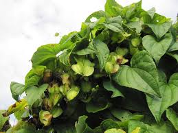 Image result for Dioscorea minutiflora