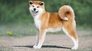 The mini shiba inu is a smaller version of the ancient japanese shiba inu breed. Shiba Inu Mixes 20 Popular Shiba Cross Breeds With Pictures