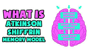 A few years later, atkinson and shiffrin (1968) proposed a modal model of memory that constitutes one of the most influential explanations for the existence of different components in the memory system. What Is Atkinson Shiffrin Memory Model Explained In 2 Min Youtube