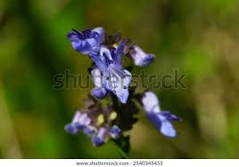 Image result for Isodon