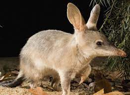 84n784sm 1401428887 Jpg 1382 1012 Australian Native Animals Australia Animals Australian Animals