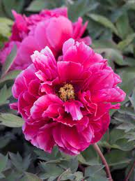 Meine pfingstrose macht schon das 2.jahr keine blüten mehr.sie hat ein üppiges blattwerk und. Stauden Stade Versand Shop Paeonia Suffruticosa Kao Strauch Pfingstrose Hier Bestellen