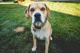 The beagle can be traced as far back to 16th century england, this breed was first used for hunting rabbits and other small animals. Beagle Lab Mix Care Guide Playful Menace Or Sweet Family Dog Perfect Dog Breeds