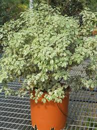 Image result for Pittosporum tenuifolium