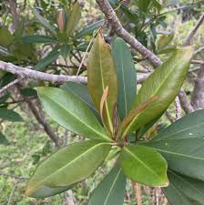 Image result for Rapanea melanophloeos