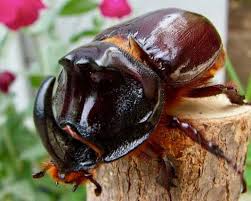 Image result for Isoglossa vulcanicola