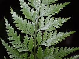 Image result for Davalliaceae