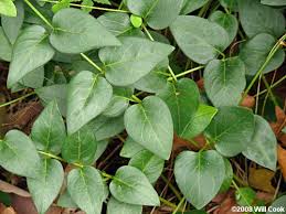 Image result for Vinca major