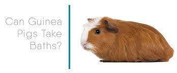 Guinea Pig Baths Yay Or Nay Small Pet Select