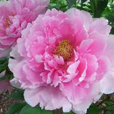 Featuring large, beautiful blooms that abundantly burst forth in spring, they traditionally symbolise good fortune and a happy marriage. Peony Root Pink Flower Paeonia Suffruticosa Tree Plant Perennial Bloom Beautiful Home Garden Patterer Yard Garden Outdoor Living