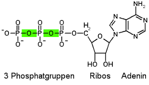 Before metabolism, the first step is the conversion of sugar into glucose. Adenosintriphosphat Atp Med Kom