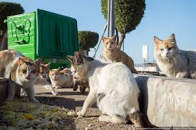 It is situated in the northern edge of eastern arabia at the tip of th. Kuvejt Teletype