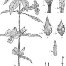 Image result for Barleria sp. D (near holubii)