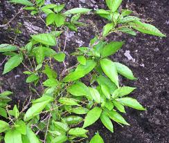 Image result for Alchornea laxiflora