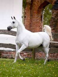 PRIDE OF POLAND JANÓW PODLASKI 13th -14th AUGUST 2017