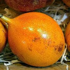 Image result for Passiflora ligularis