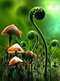 Although Theses Shapes Are Familiar They Are Also Perfect As Only Nature Designs Champignon Magique Photos De Champignons Champignons Farcis