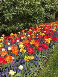 Bulb Planting Design Tips And Inspiration From The Keukenhof Gardens Spring Bulbs Garden Garden Bulbs Planting Bulbs