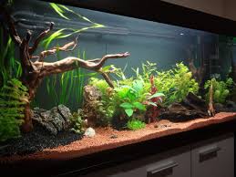 Ciclando Acuario Plantado 240 Lt Para Discos 5 Dia Acuario Tropical Acuario Diseno De Acuario