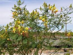 This plant will grow very fast and needs full or partial sun. Caesalpinia Gilliesii Yellow Bird Of Paradise Hardy Bird Of Paradise Mountain States Wholesale Nursery