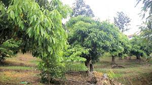 Mulberry Tree Plantation For Silk Worms Zemabawk Mizoram Youtube