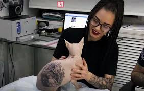 Beberapa Cara Merawat Kucing Sphynx