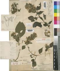 Image result for Mellera nyassana