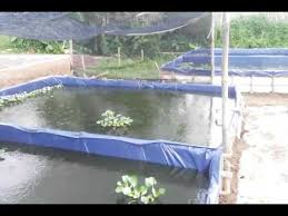 Saran Ukuran Kolam Terpal Yang Baik Agar Ternak Lele Cepat Panen Youtube