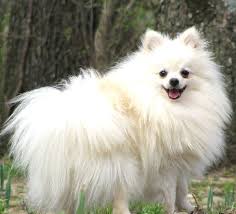 Cookery Pomeranian Dog Beautiful Dogs Cute Animals