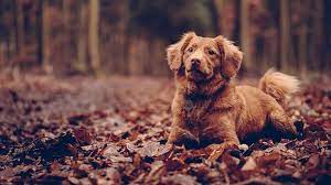 4k Cute Dog Wallpapers Cute Dog Wallpaper Dog Wallpaper Cute Dogs