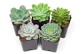 It grows in a very segmented fashion, and so would be an interesting one to adapt to minecraft's style. 9 Safe Plants For Bearded Dragon Habitats Reptile Advisor