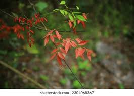 Image result for Strychnos usambarensis