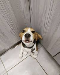 That's exactly why everyone wants to have a living room they can be proud of. 900 Beagles 2 Ideas Beagle Beagle Puppy Puppies
