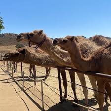 The oasis camel dairy is a unique family farm. Oasis Camel Dairy Farm In Ramona Ca