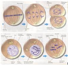 Gambar Pembelahan Sel Mitosis Mitosis Gambar