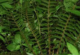Image result for Polystichum sinense