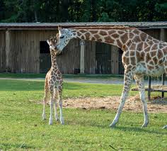 Adorable Baby Giraffe Born At Six Flags Is 4th Calf In Wild Safari Baby Boom Nj Com